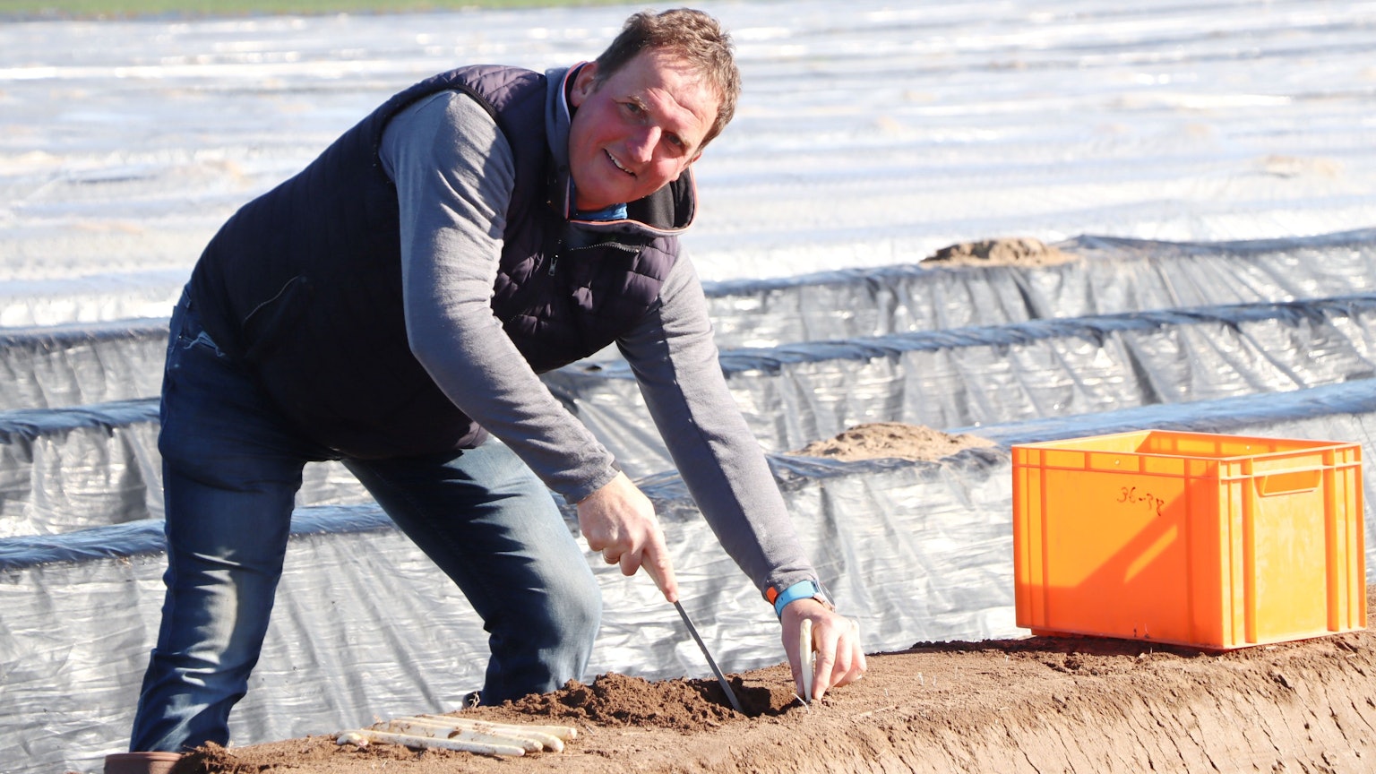 Auf den Feldern von Klaus Langen in Bornheim hat die Spargelernte begonnen.