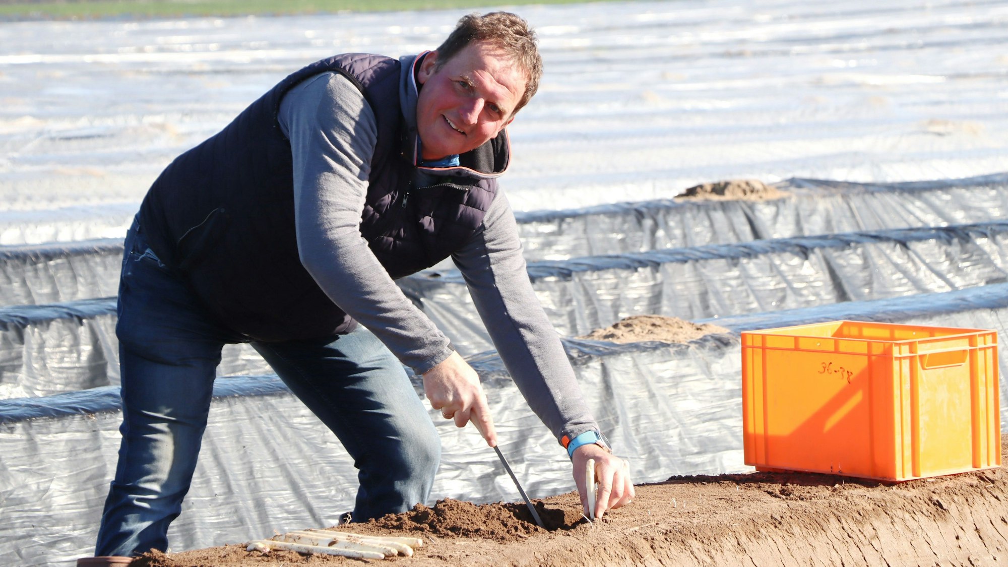 Auf den Feldern von Klaus Langen in Bornheim hat die Spargelernte begonnen.
