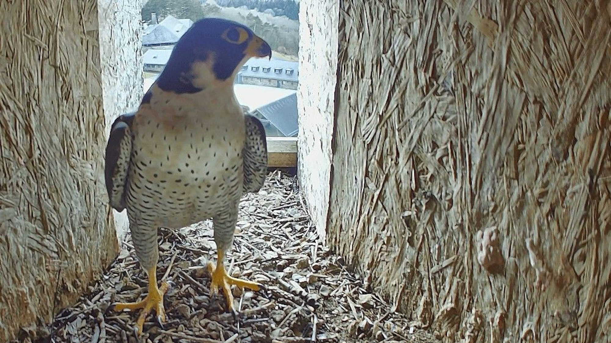 Im Nationalpark hat sich ein Wanderfalke eingenistet.