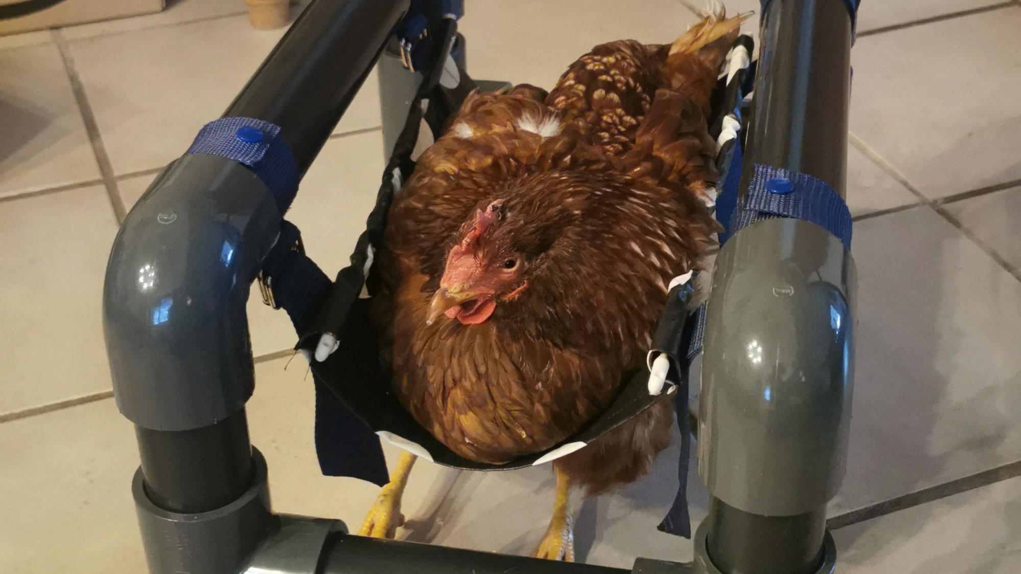 Ein Huhn in einem selbst konstruierten kleinen Rollstuhl.