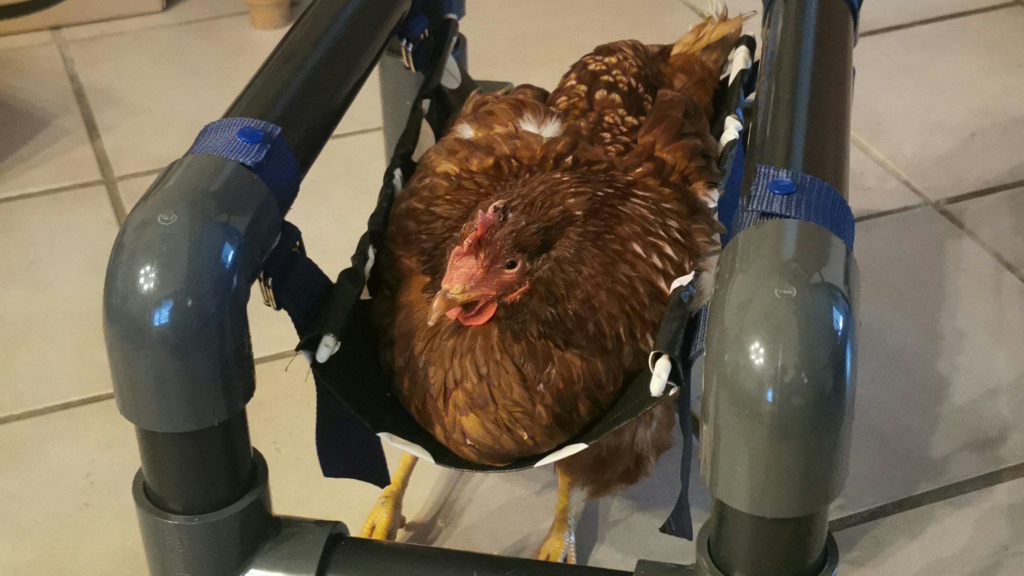 Ein Huhn in einem selbst konstruierten kleinen Rollstuhl.