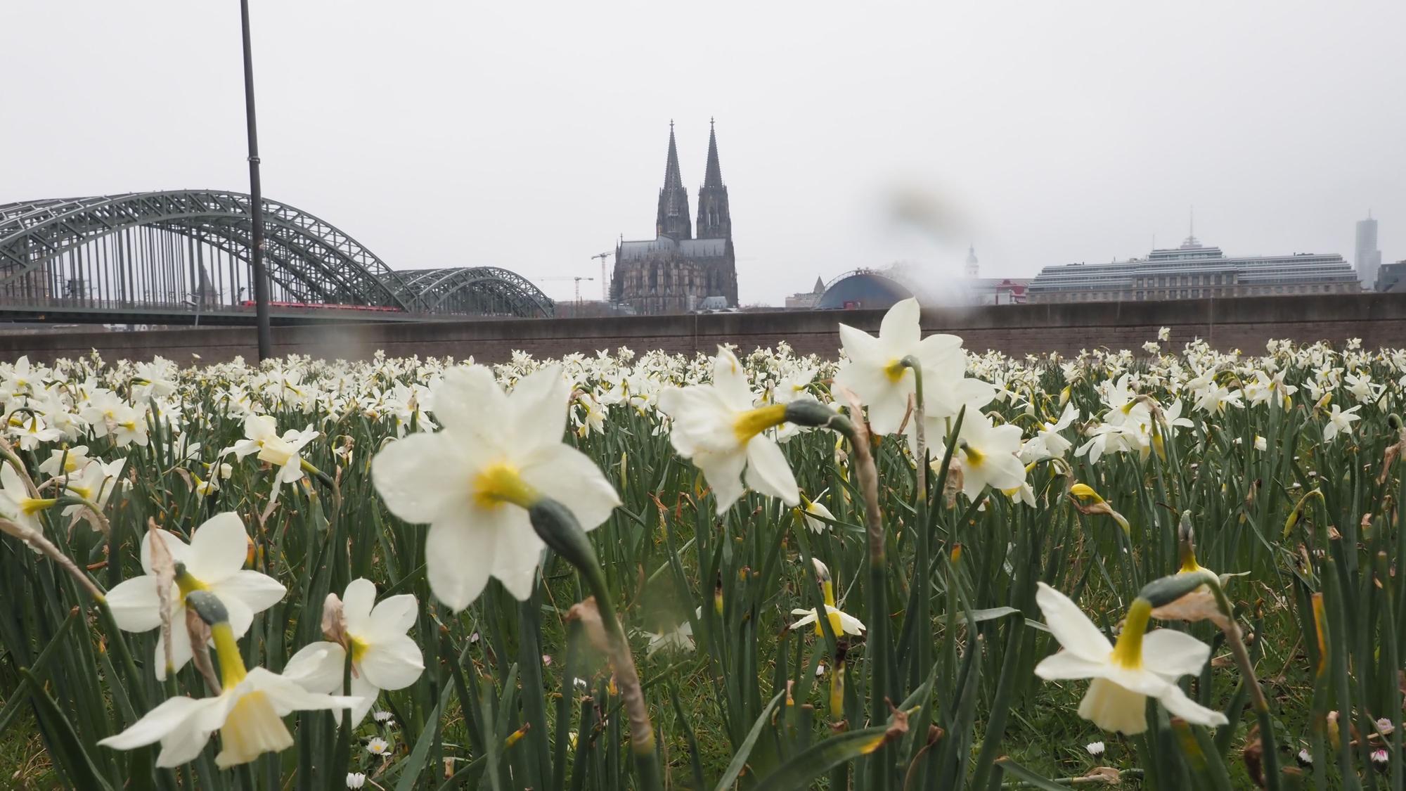 Osterglocken am Kennedy-Ufer in Köln (Archivbild von 2022)