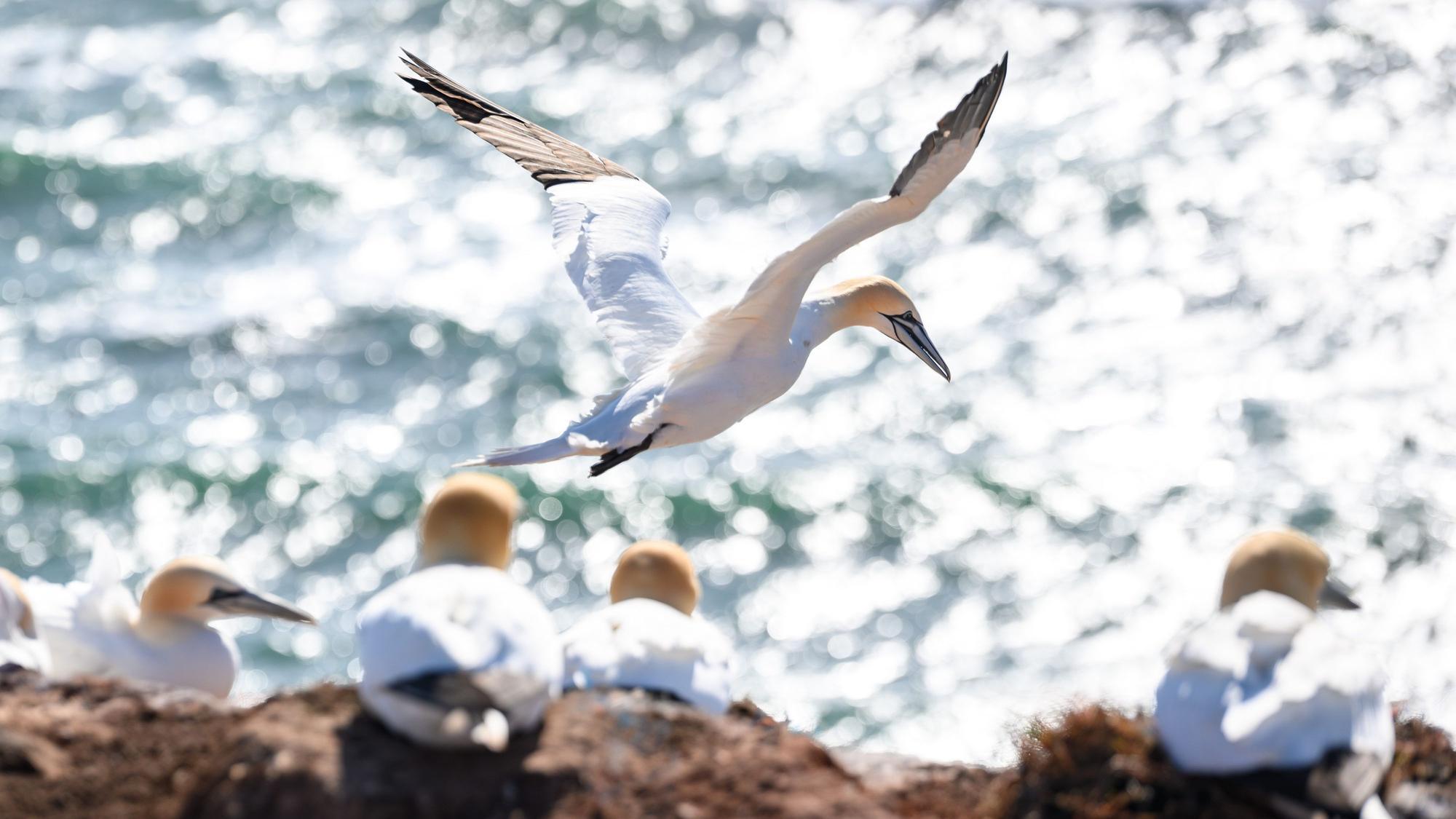 Ein Basstölpel startet seinen Flug an einem Felsen in Helgoland über der Nordsee. Naturschützer blicken wegen der Vogelgrippe mit Sorge auf die bevorstehende Brutsaison im Wattenmeer.