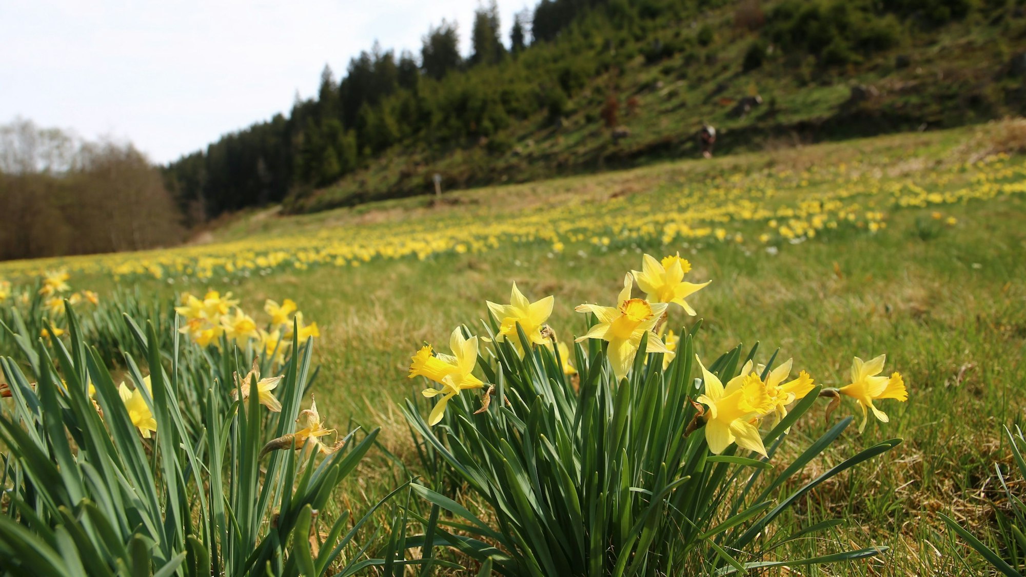 Gelbe Narzissen auf einer Wiese im Oleftal
