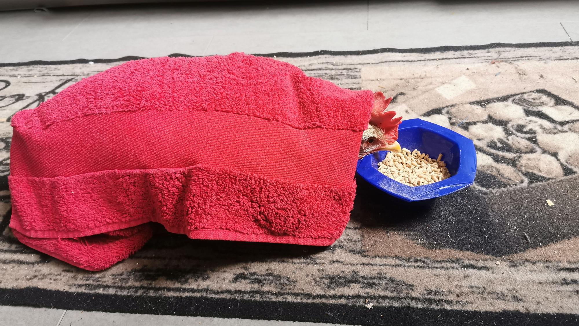 Ein Huhn ist mit einem roten Handtuch bedeckt und frisst.