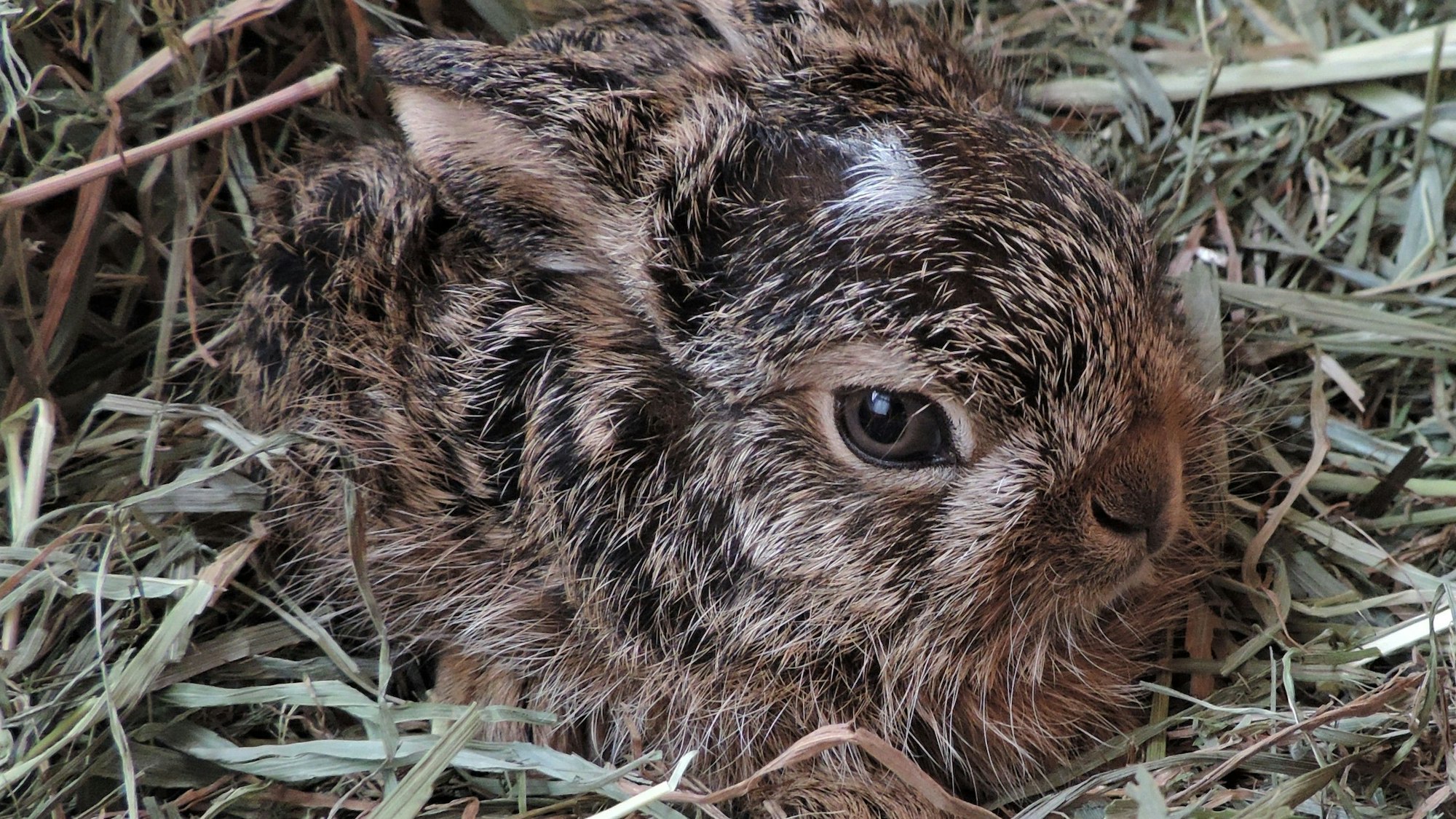 Austria, Haringsee | 2021 02 25 | Young Hares at EGS in Haringsee, Austria.
