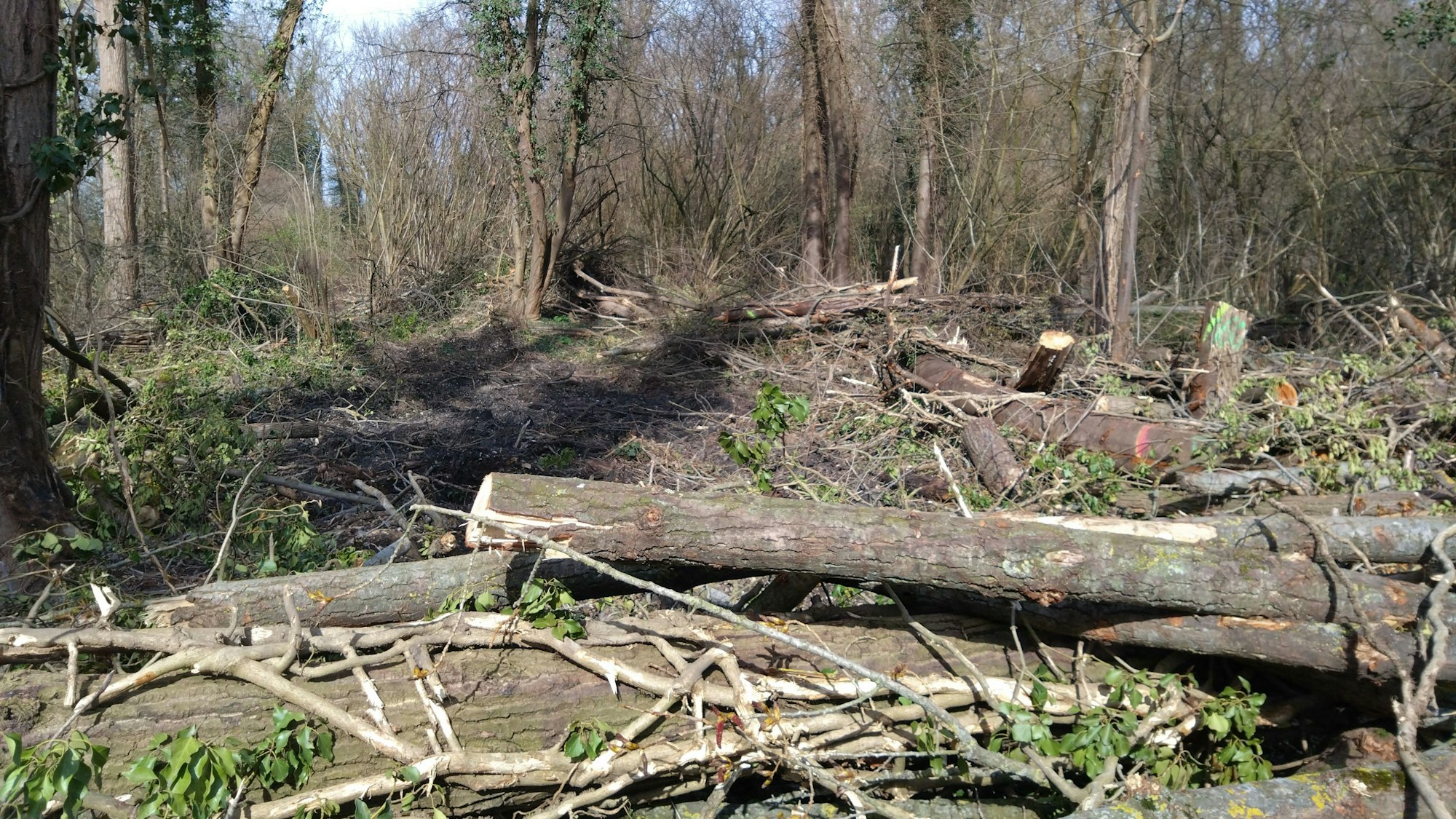 Etwa 500 Meter lang ist die Schneise, die der Treekiller in den Horremer Stadtwald geschlagen hat.