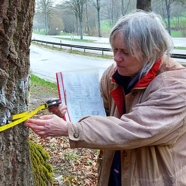 Eine Frau misst mit einem Maßband den Umfang eines Baumstammes.