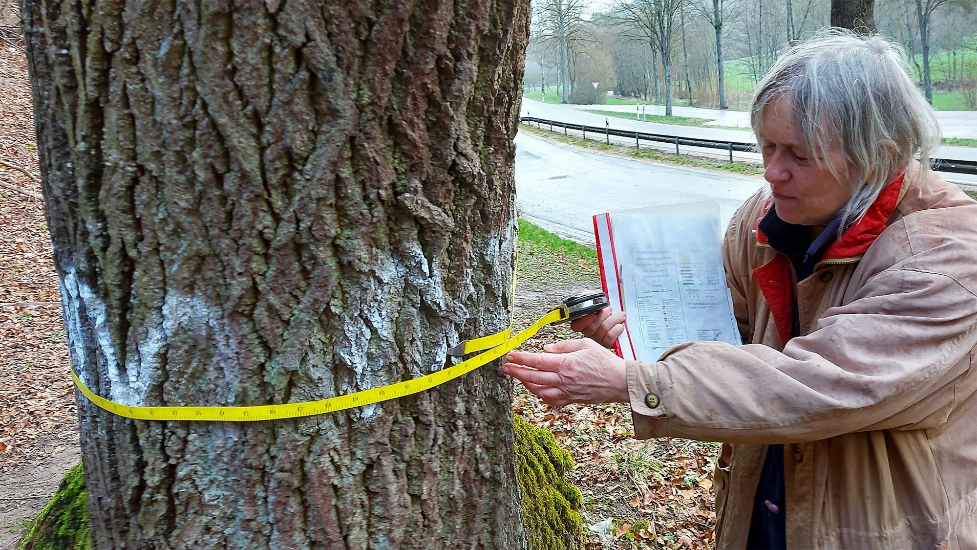 Eine Frau misst mit einem Maßband den Umfang eines Baumstammes.
