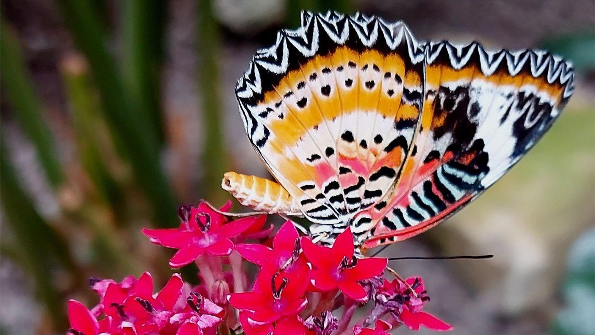Ein Leopardennetzflügeler sitzt im „Eifalia“-Garten auf einer roten Blume.