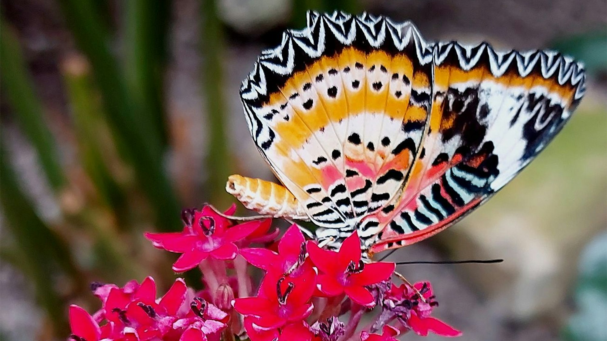 Ein Leopardennetzflügeler sitzt im „Eifalia“-Garten auf einer roten Blume.