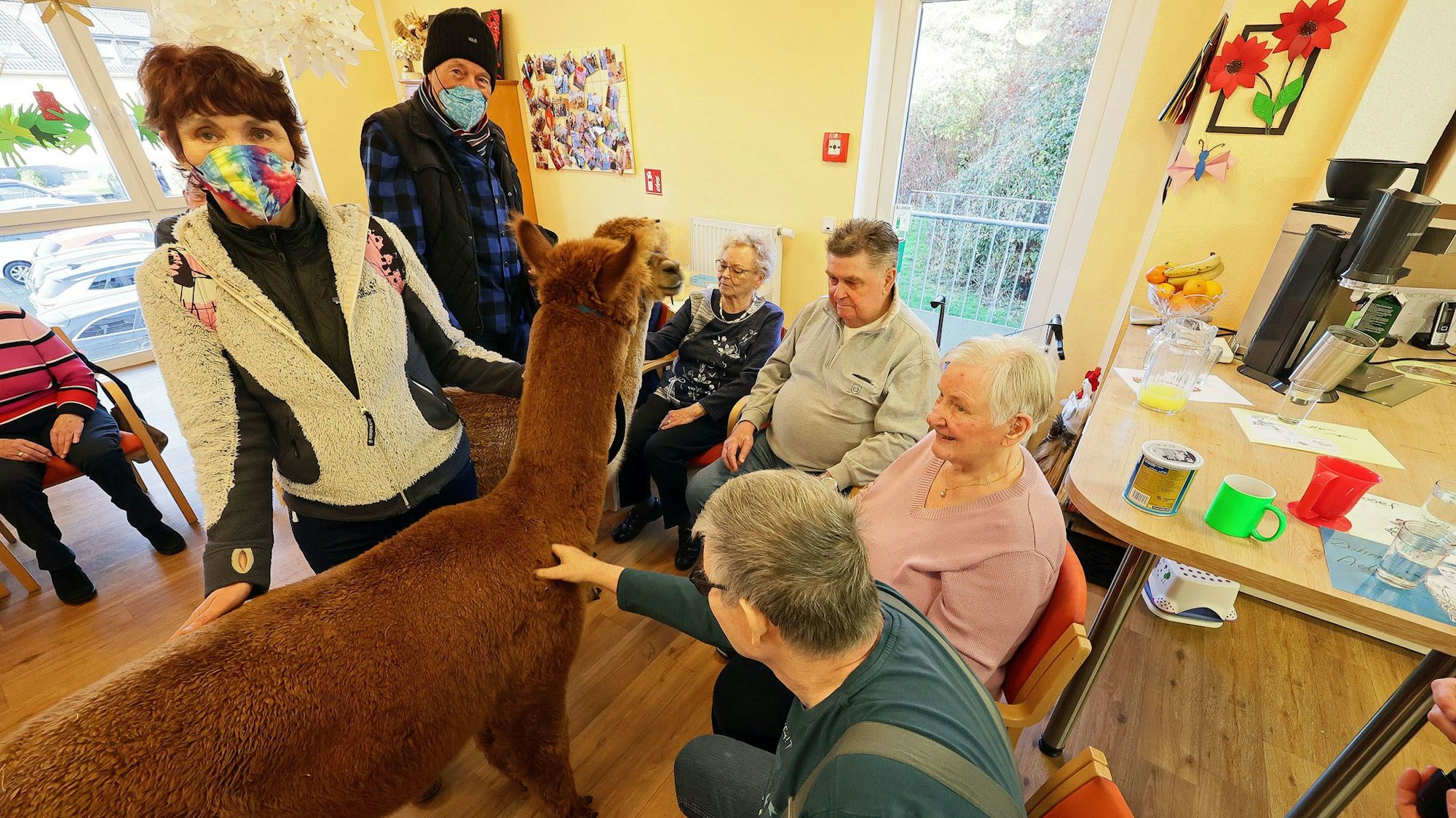Das Stifter-Ehepaar Doris Leisner und Klaus Kuhlmann mit ihren beiden Alpaka-Hengsten Eldorado und Lamborghini zu Besuch in der Caritas-Demenz-Einrichtung in Bechen.