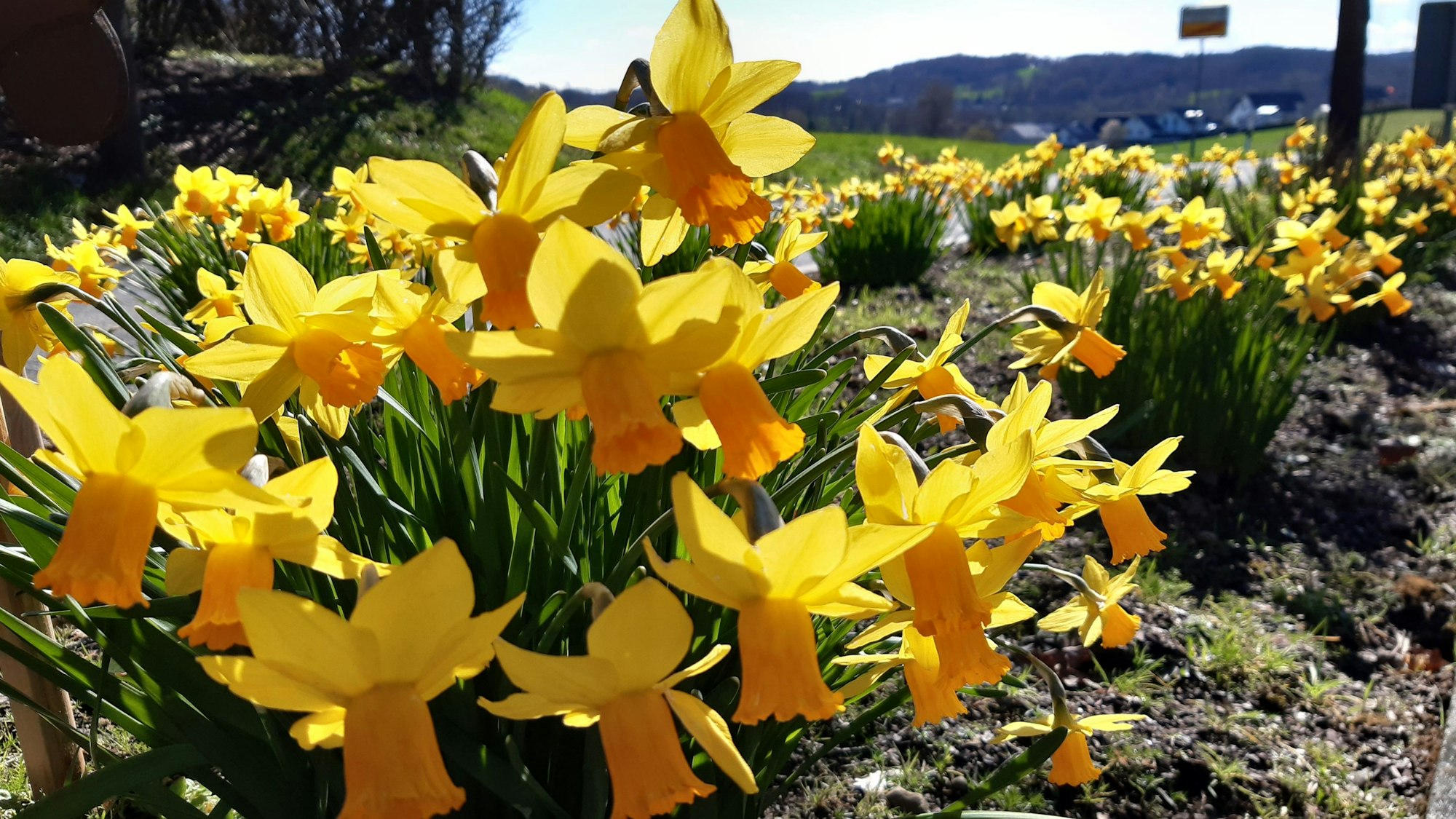 Narzissen auf der Schlossblicke-Tour