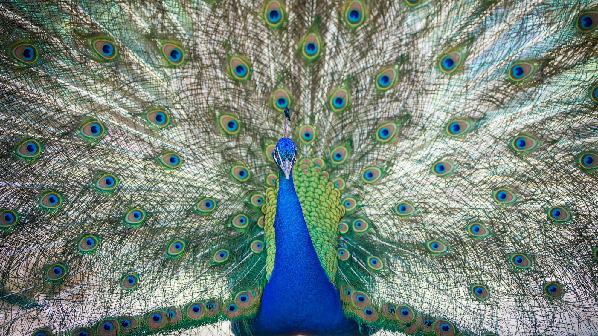 Ein Pfau im Forstbotanischen Garten