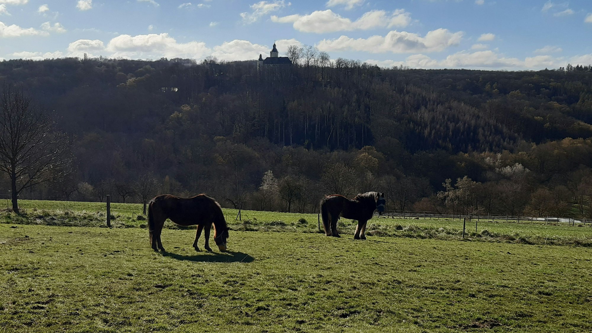 Pferdeweiden auf der Schlossblicke-Tour