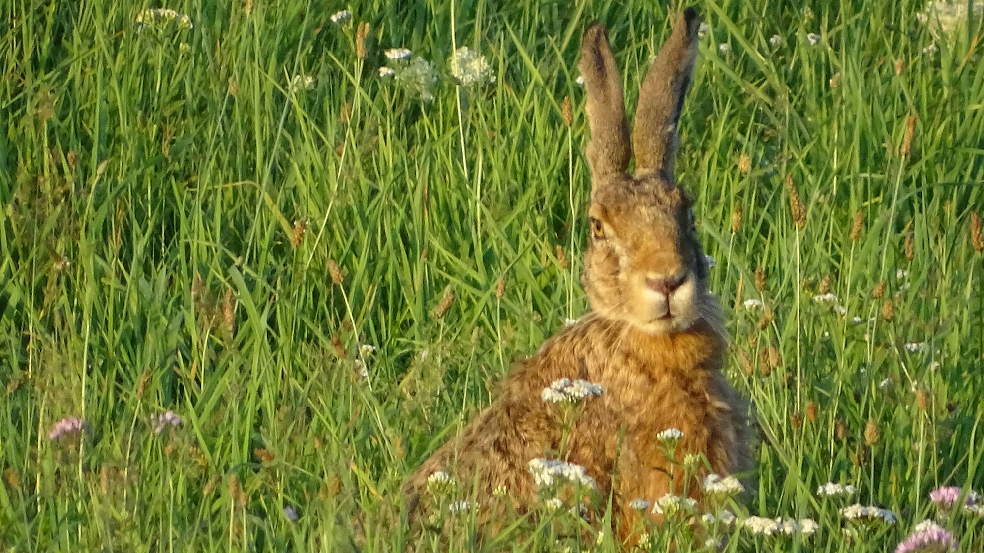 Ein Feldhase sitzt auf einer Wiese.