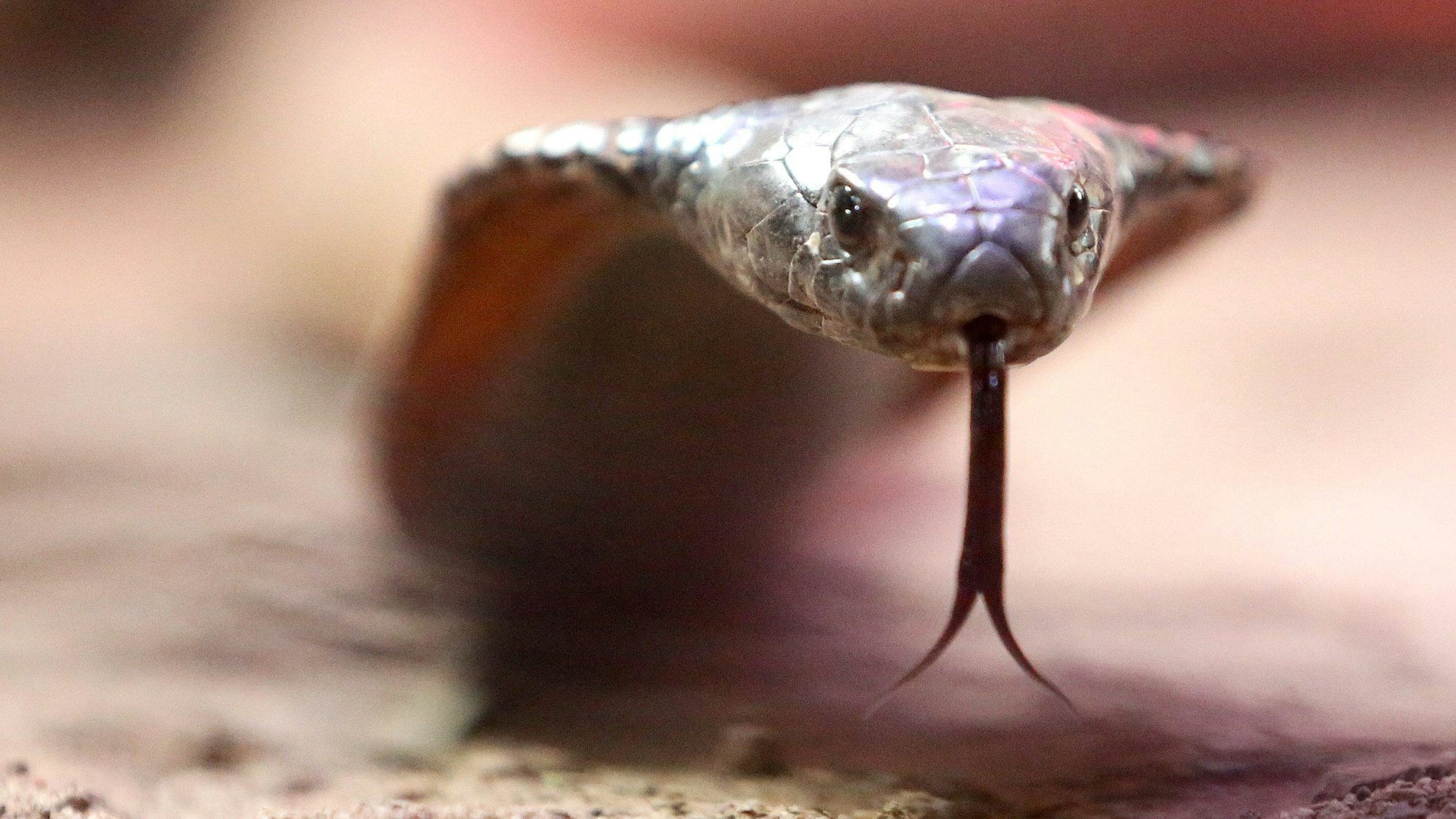Eine giftige arabische Kobra kriecht durch ihr Terrarium im Terrazoo Rheinberg. Nach einer Bilanz des zuständigen Landesamtes ist die Zahl der Gifttiere in Privathaltungen in NRW trotz scharfer rechtlicher Auflagen kaum gesunken (zu dpa: «Zahl der Gifttiere in NRW kaum gesunken»). Foto: Roland Weihrauch/dpa +++ dpa-Bildfunk +++