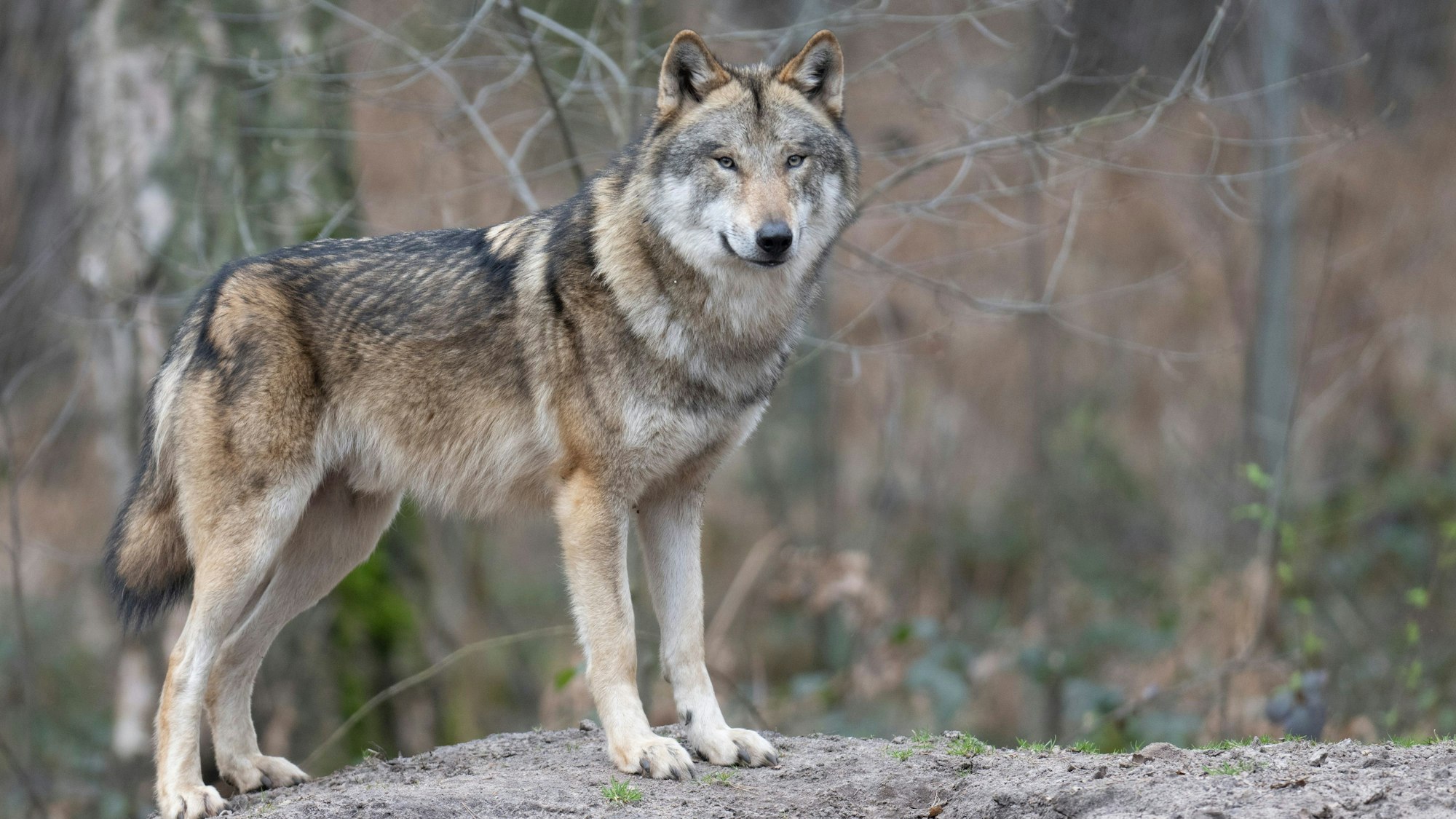 Ein Wolf steht in seinem Gehege im Tierpark.