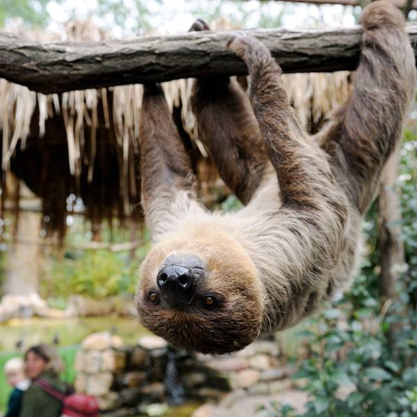 Eines der beiden Zweifinger-Faultiere Wilma und Fred, hängt am Montag (29.09.2008) mit dem Kopf nach unten an einem Ast in seinem Gehege im Heidelberger Zoo