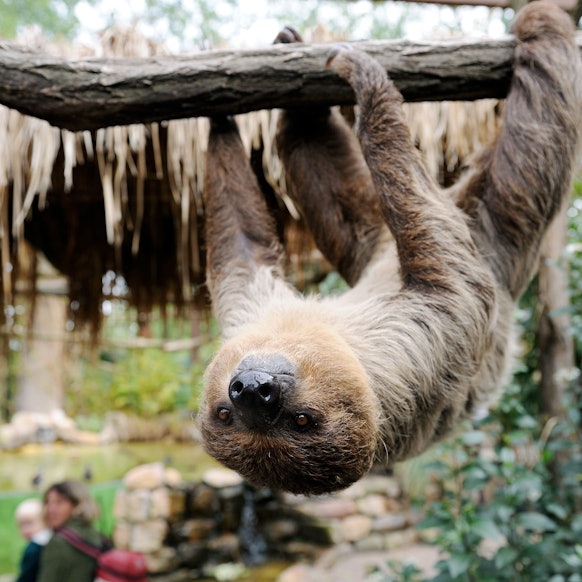 Eines der beiden Zweifinger-Faultiere, Wilma und Fred, hängt mit dem Kopf nach unten an einem Ast in seinem Gehege im Heidelberger Zoo und schaut dabei neugierig dem Fotografen in die Kamera. (Symbolbild)