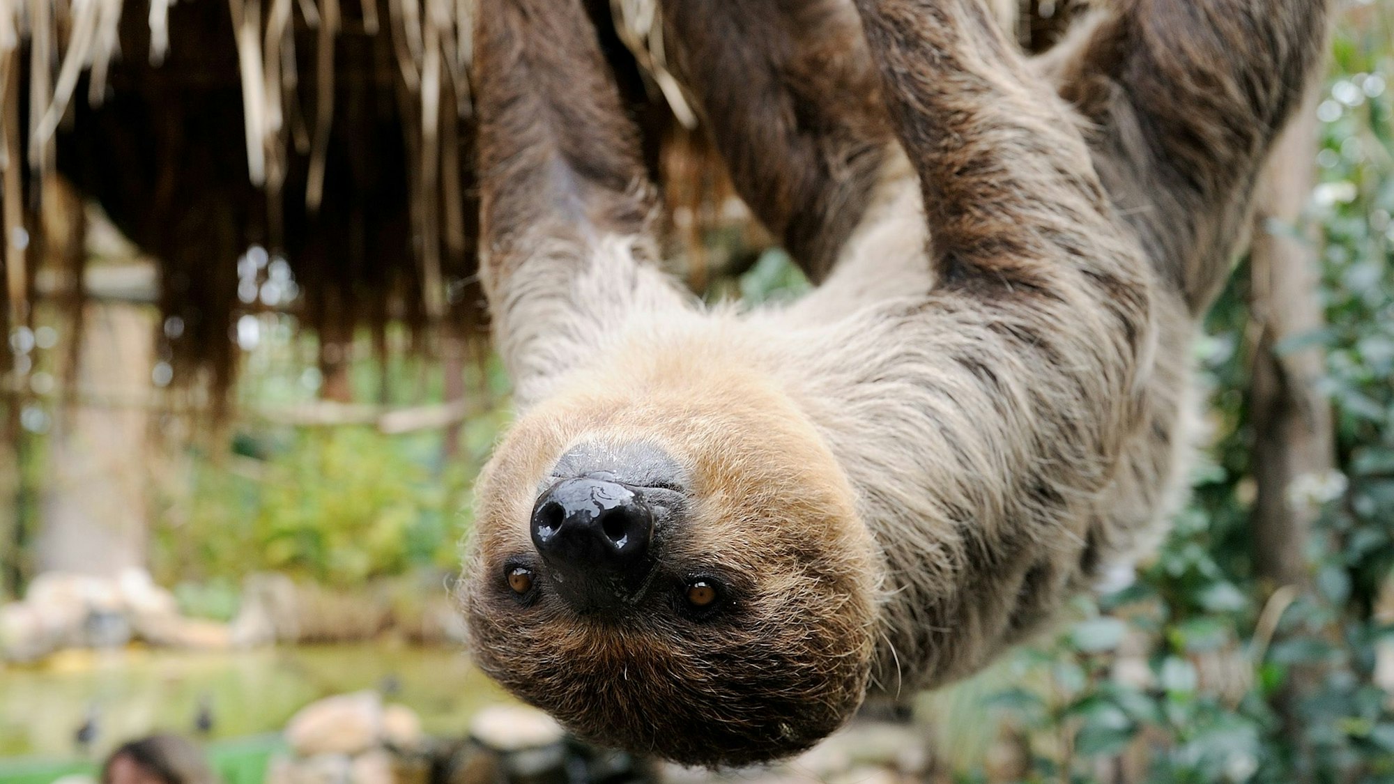 Eines der beiden Zweifinger-Faultiere, Wilma und Fred, hängt mit dem Kopf nach unten an einem Ast in seinem Gehege im Heidelberger Zoo und schaut dabei neugierig dem Fotografen in die Kamera. (Symbolbild)