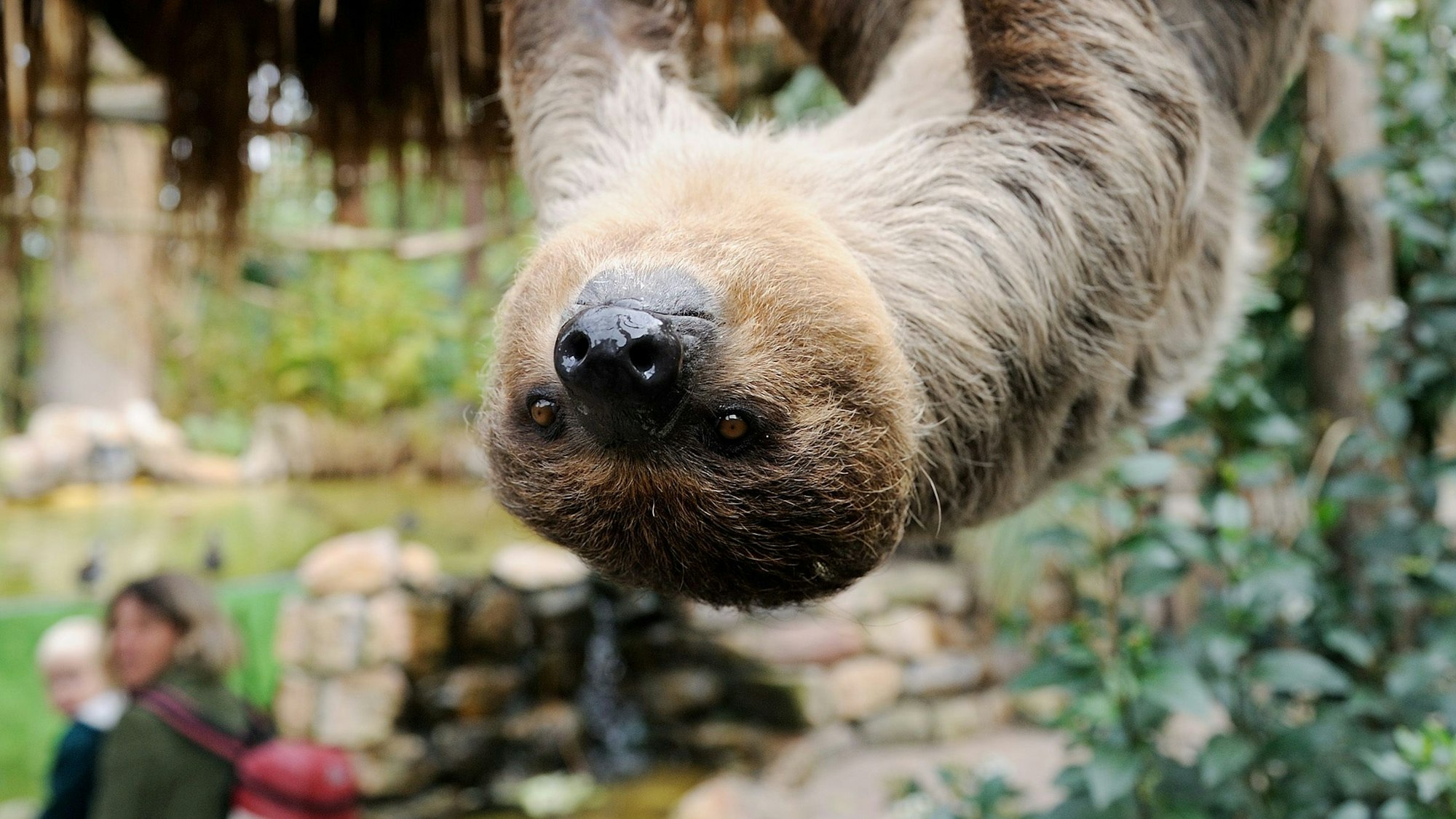 Eines der beiden Zweifinger-Faultiere Wilma und Fred, hängt am Montag (29.09.2008) mit dem Kopf nach unten an einem Ast in seinem Gehege im Heidelberger Zoo