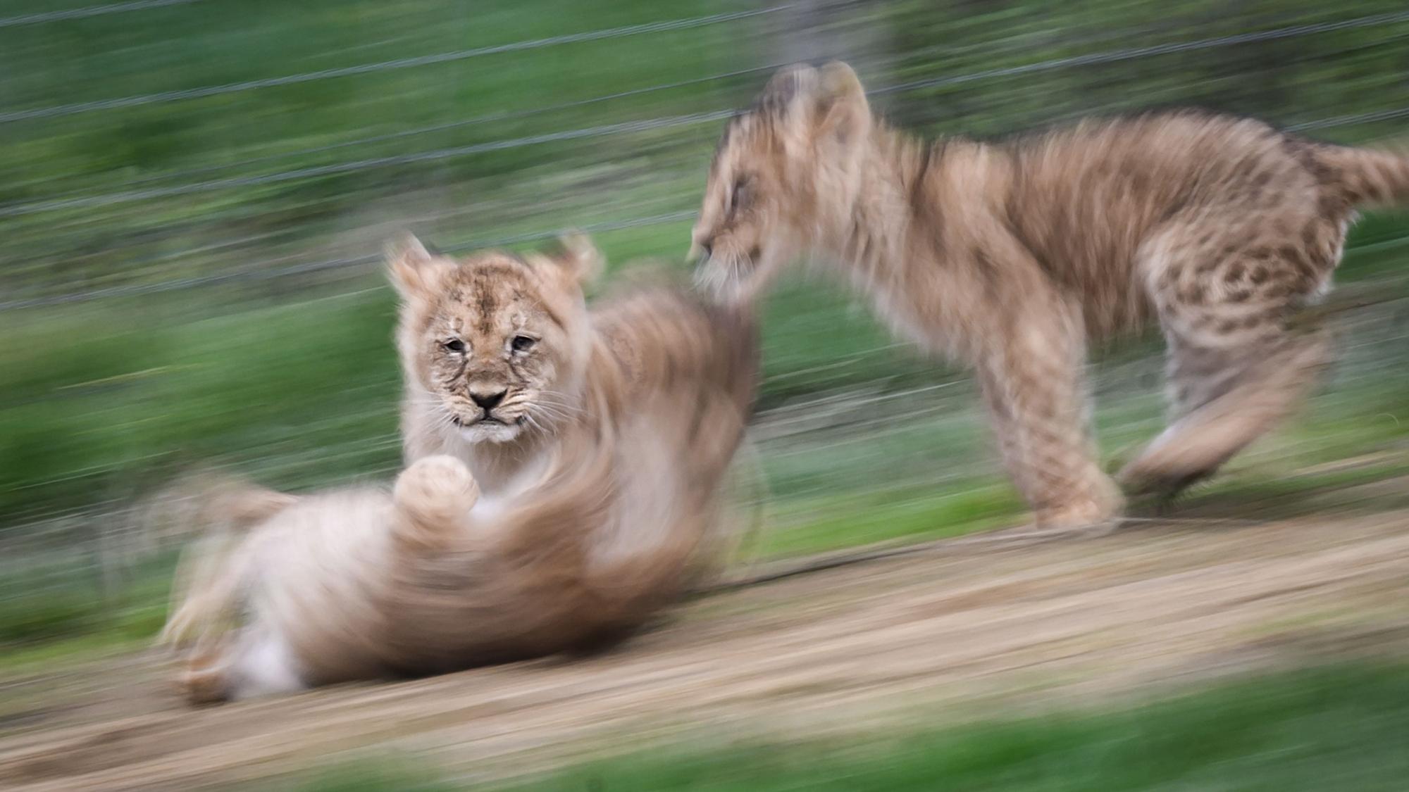 Junge Wildkatzen spielen in einem Zoo in Frankreich miteinander.
