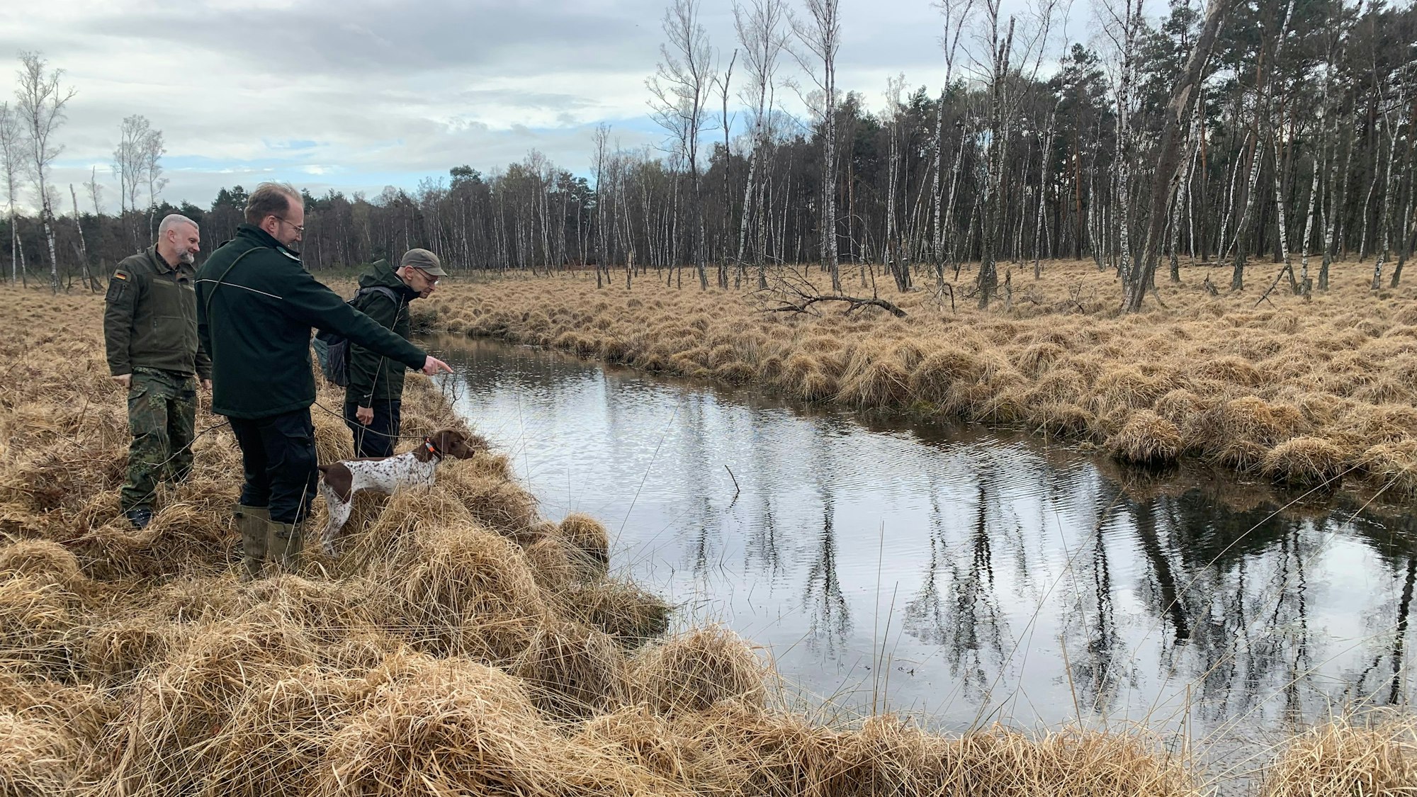 Planitzmoor in der Wahner Heide, Moor, Moore