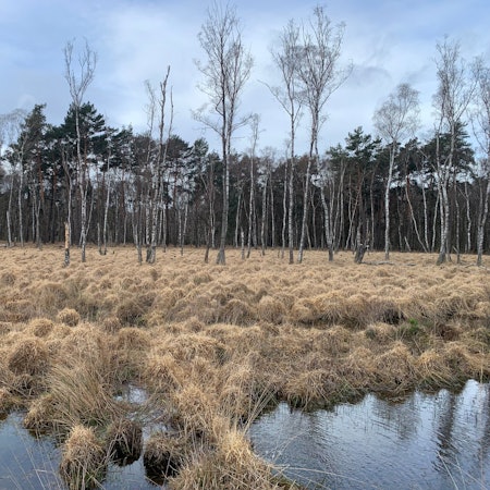 Es ist ein Teil des Planitzmoors in der Wahner Heide zu sehen.