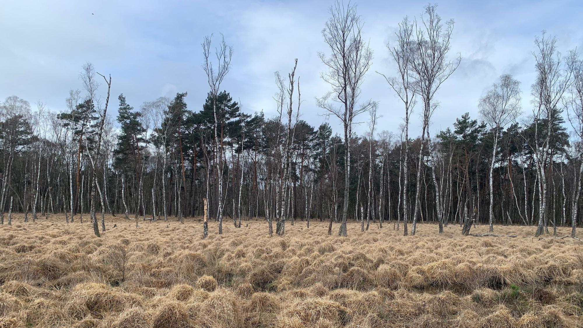 Dank der langen Nutzung als Truppenübungsplatz blieb die Wahner Heide ein Refugium für seltene Tiere und Pflanzen.