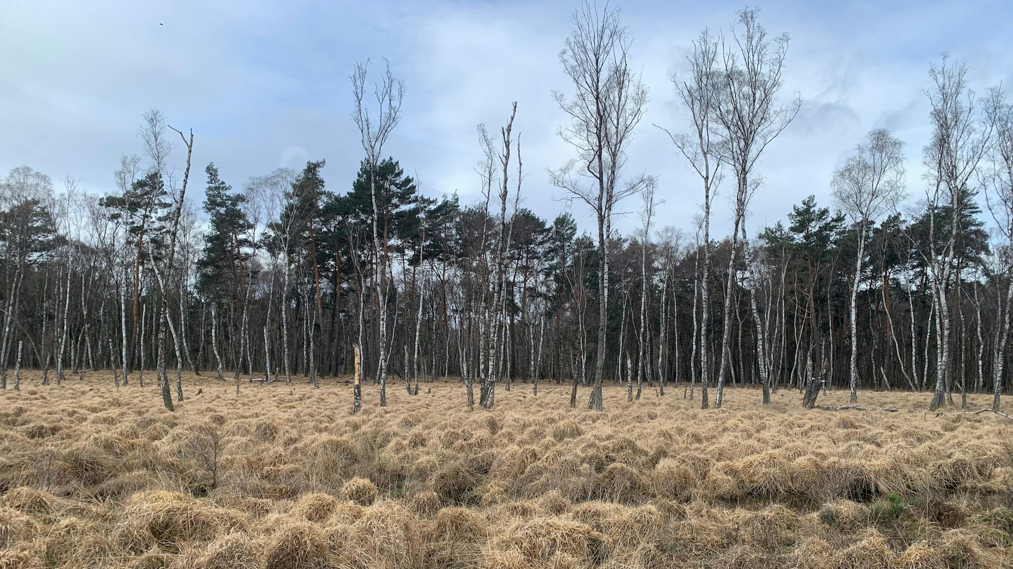Dank der langen Nutzung als Truppenübungsplatz blieb die Wahner Heide ein Refugium für seltene Tiere und Pflanzen.