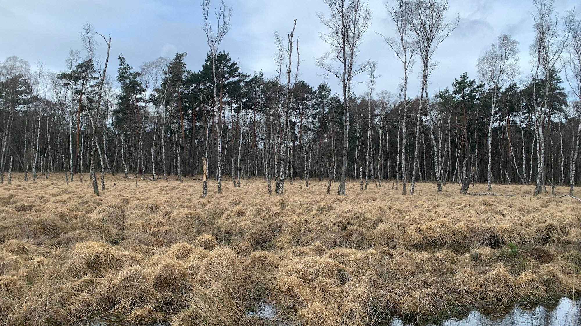 Es ist ein Teil des Planitzmoors in der Wahner Heide zu sehen.
