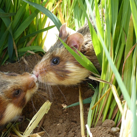 Das Foto zeigt zwei Feldhamster, nachdem sie ausgesetzt worden waren. Viele Tiere hatten den Winter nicht überlebt. Der Schnappschuss ist am 12. Mai 2022 entstanden, rund eine Stunde, nachdem 26 Tiere ausgesetzt worden waren.