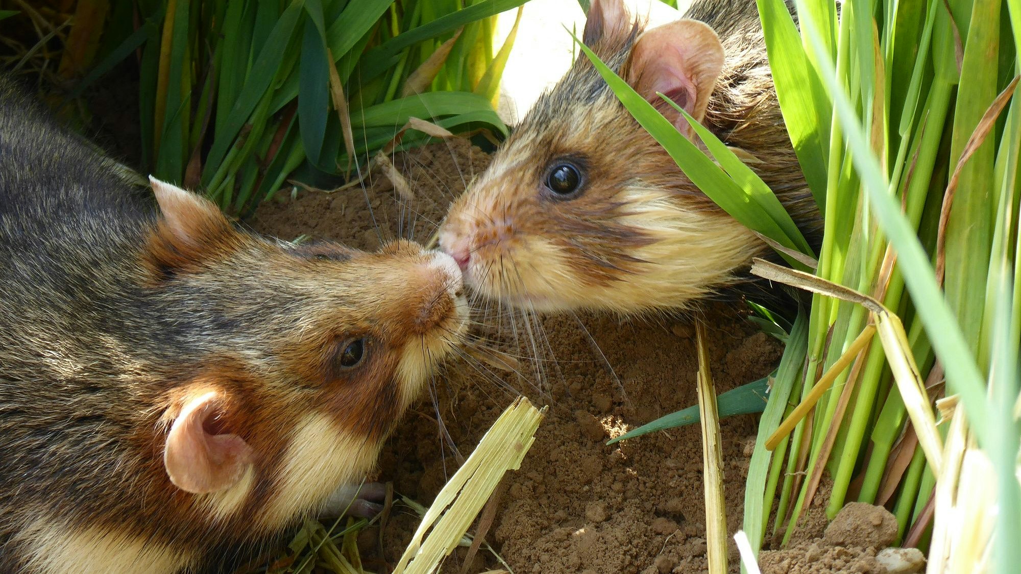 Das Foto zeigt zwei Feldhamster, nachdem sie ausgesetzt worden waren. Viele Tiere hatten den Winter nicht überlebt. Der Schnappschuss ist am 12. Mai 2022 entstanden, rund eine Stunde, nachdem 26 Tiere ausgesetzt worden waren.