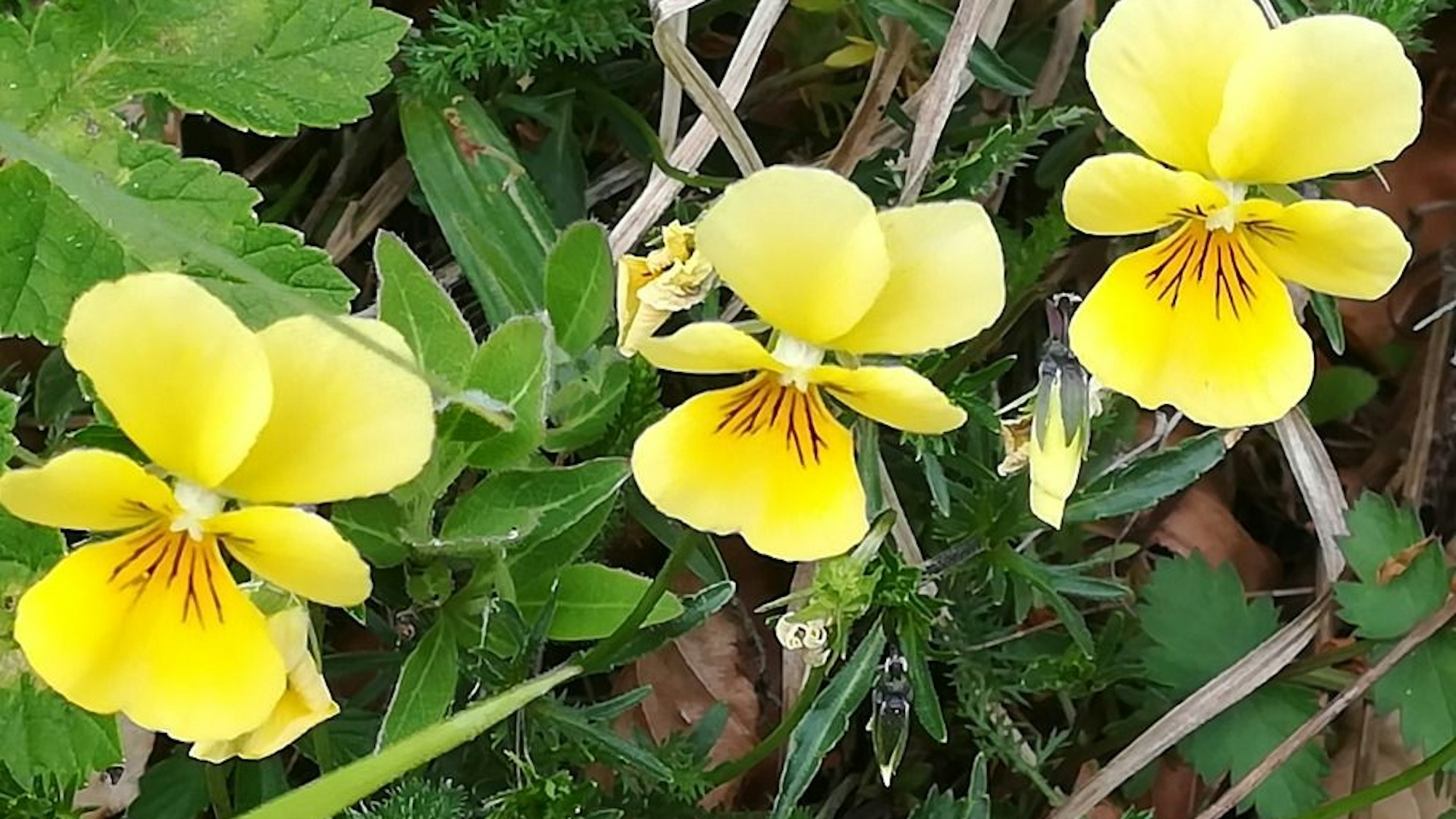 Galmeiveilchen in Stolberg