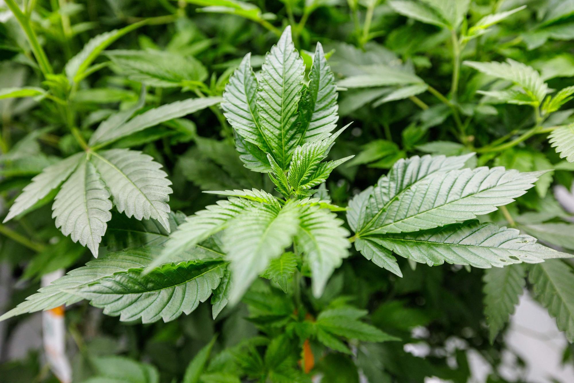 Eine Cannabis-Pflanze