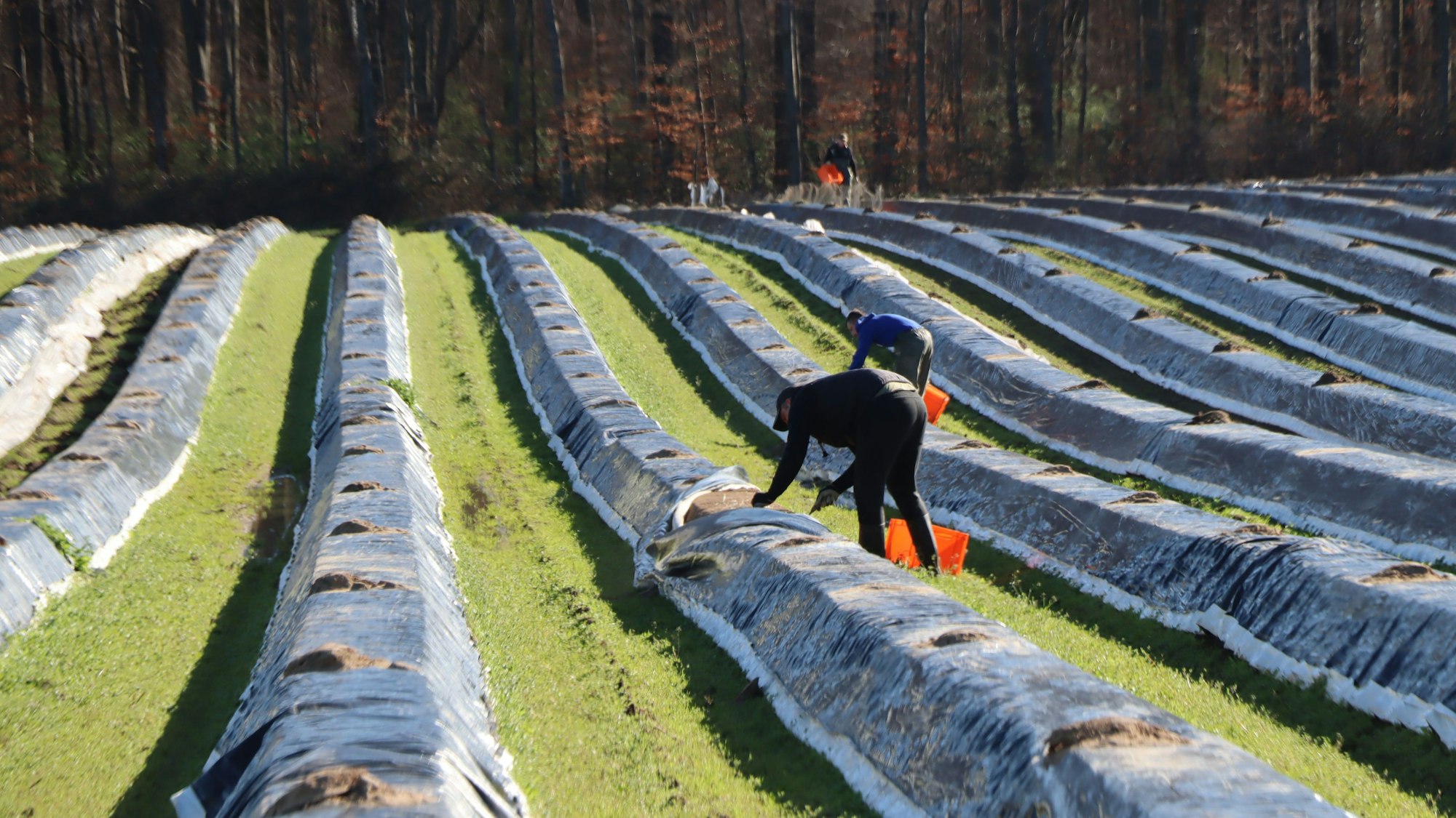 12.4.2023 Handarbeit auf dem Feld in Bornheim contra Maschine