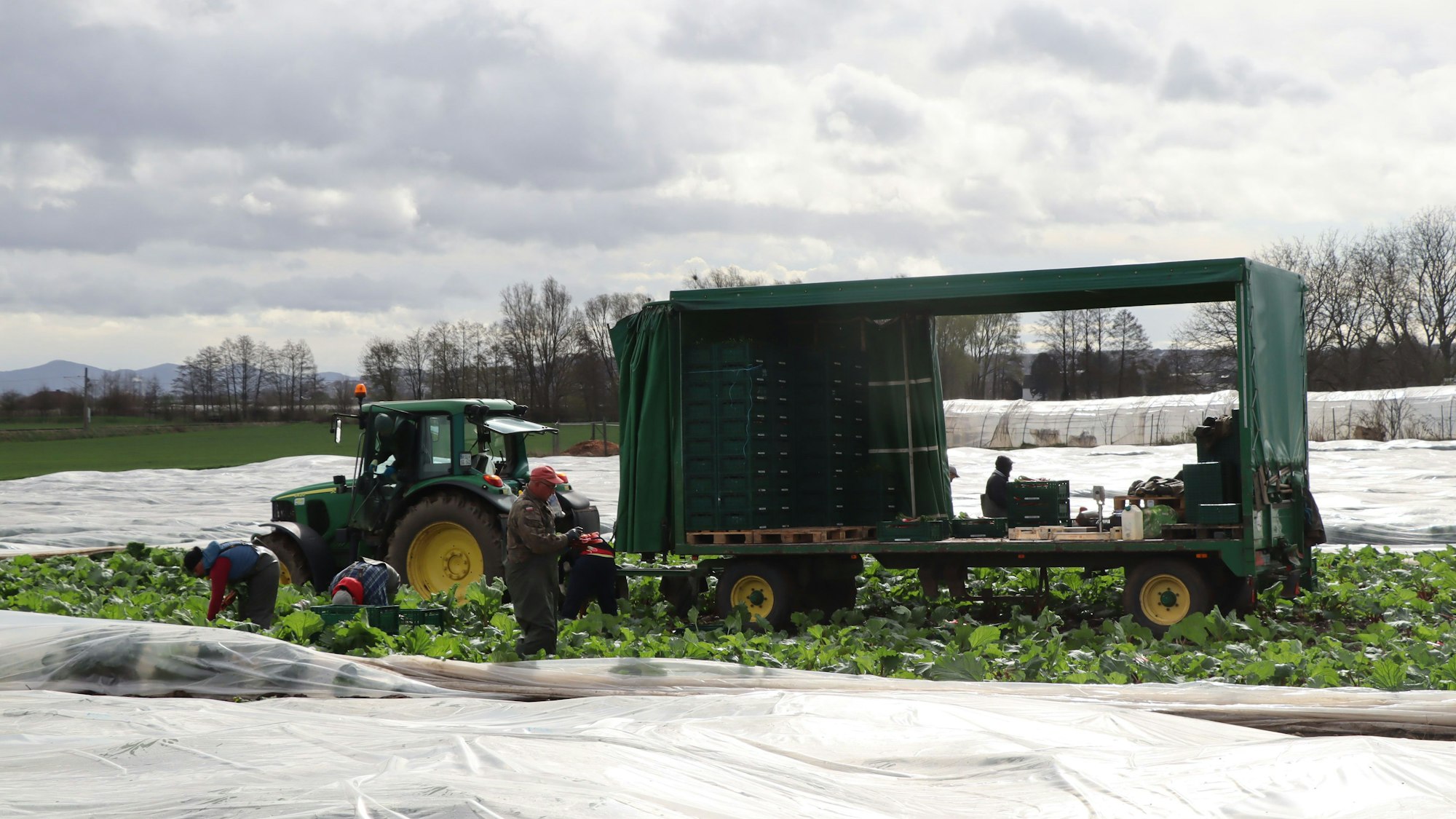 12.4.2023 Handarbeit auf dem Feld in Bornheim contra Maschine