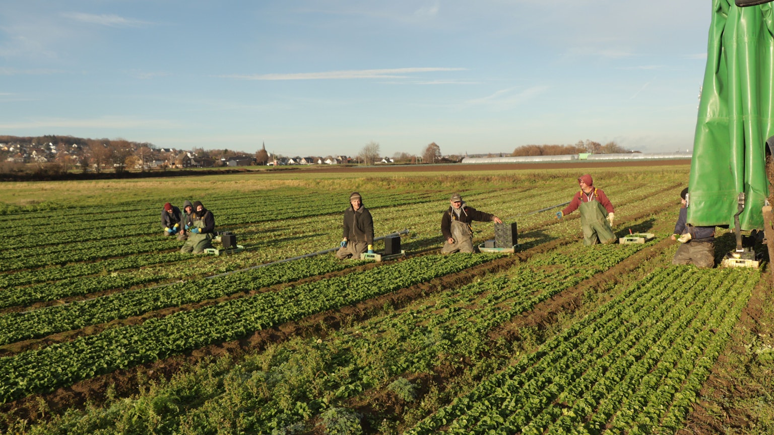 12.4.2023 Handarbeit auf dem Feld in Bornheim contra Maschine