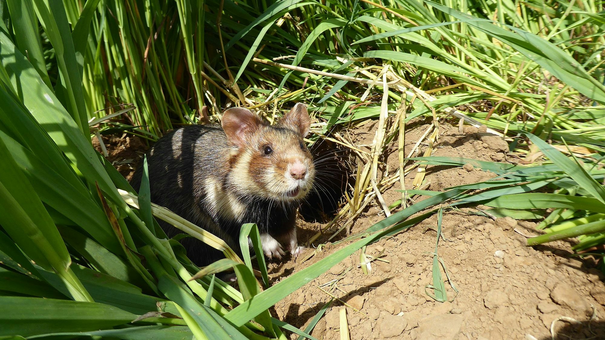 Auf dem Foto ist ein Feldhamster im Feld zu sehen. Zuletzt war es den Tieren noch zu kühl. Aber wenn es dauerhaft über zehn Grad geht und auch abends mal wärmer ist, ist bei den Feldhamstern höchste Aktivität angesagt.