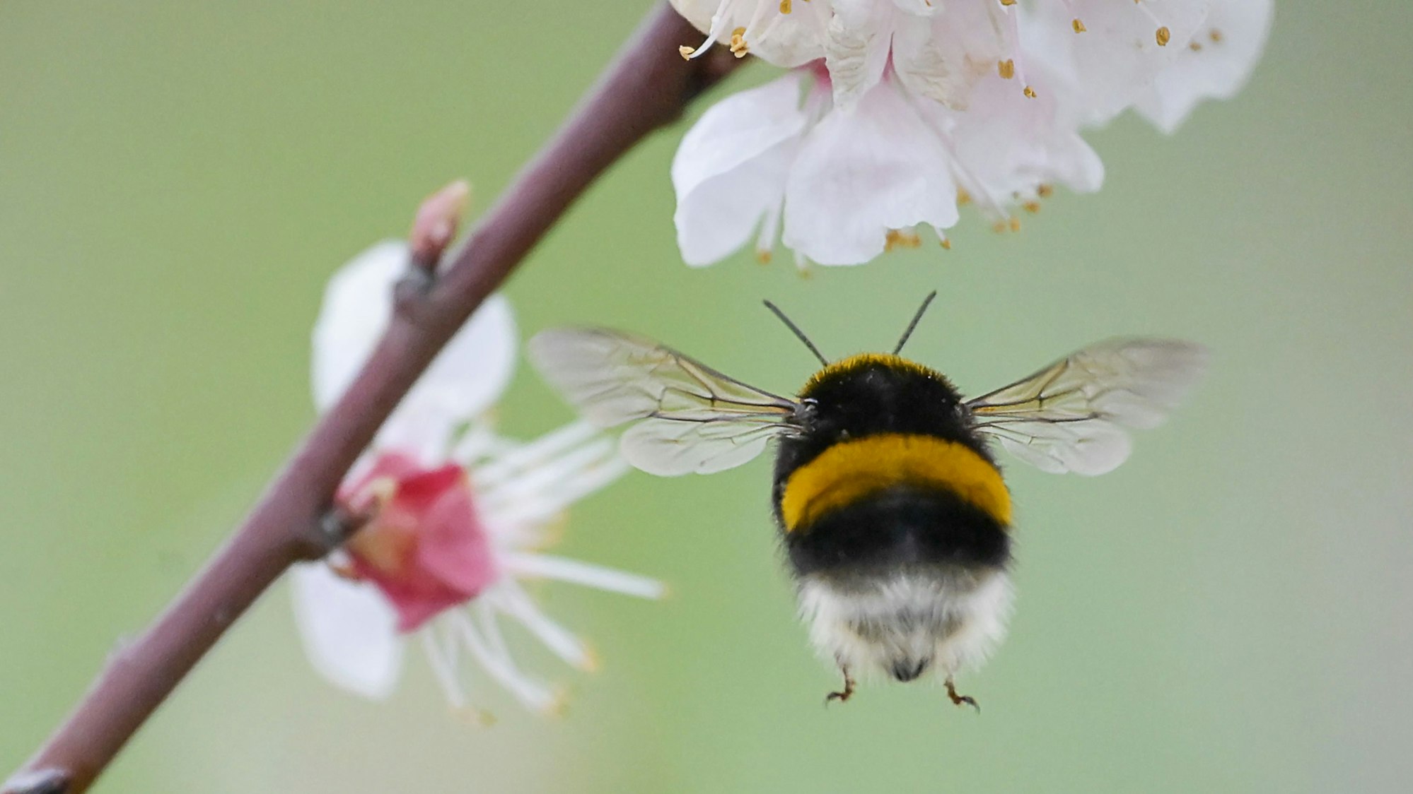 Eine Hummel fliegt auf eine Blüte zu.