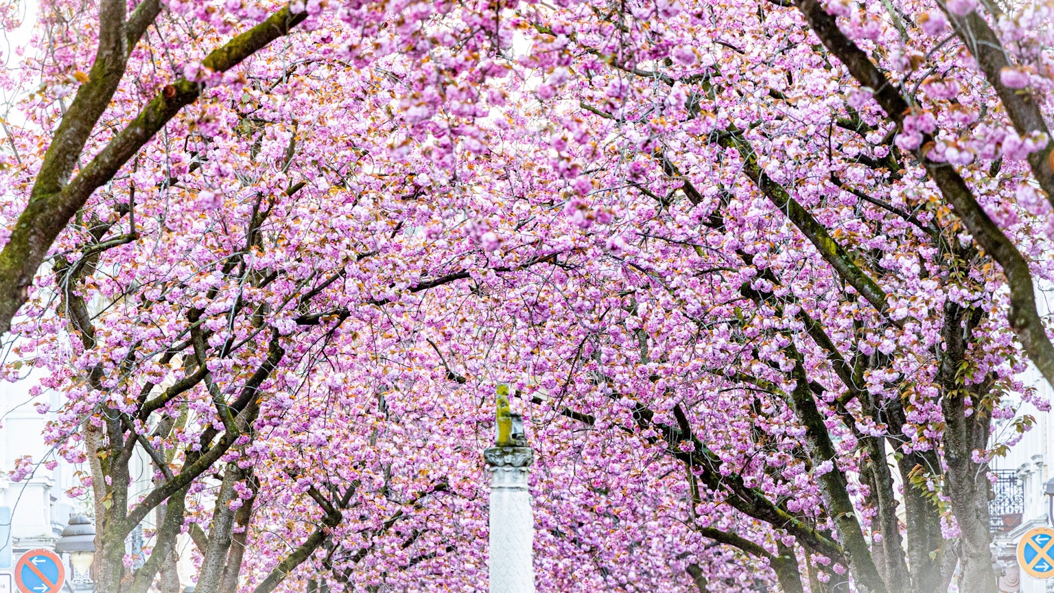 Kirschblüten in der Heerstraße