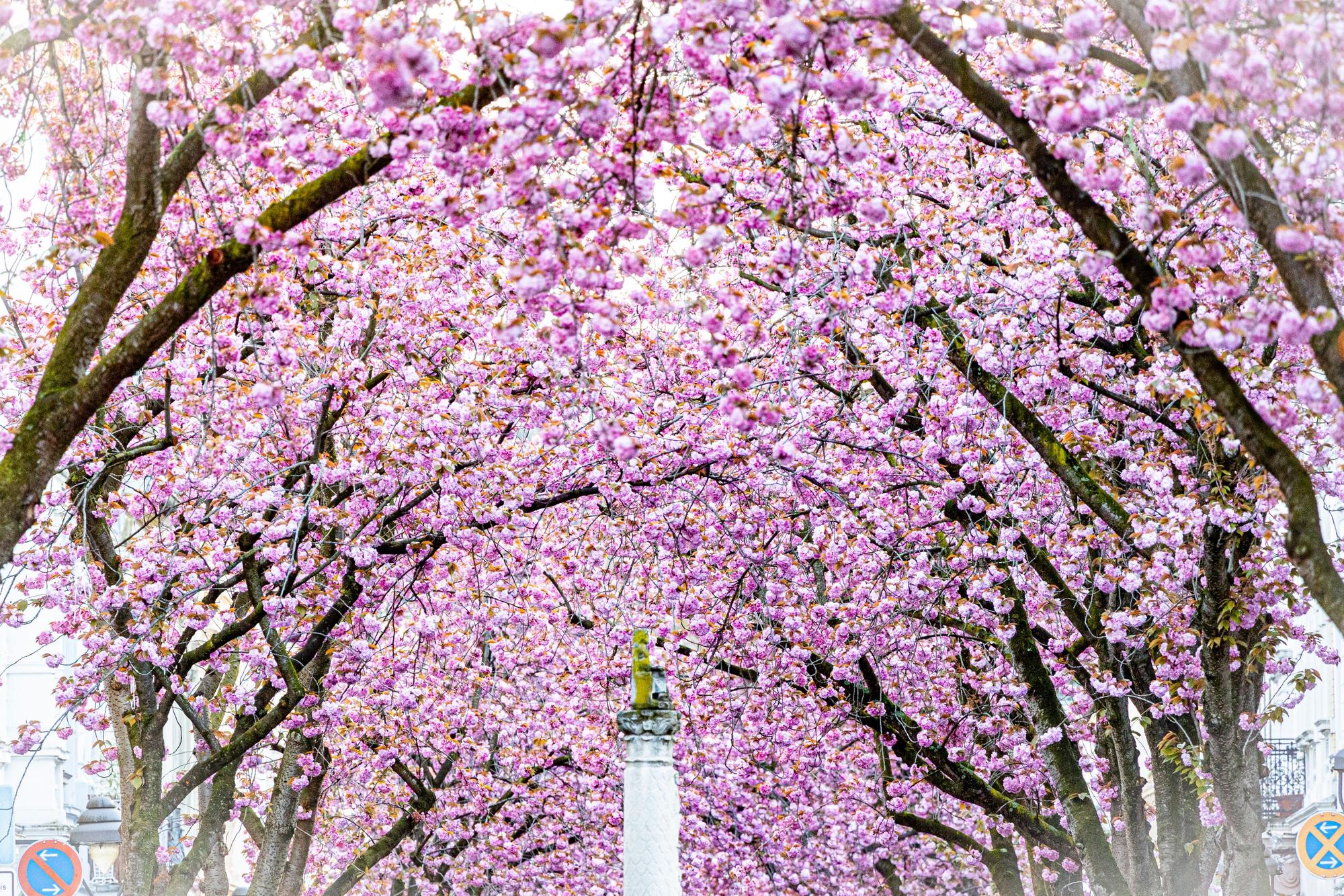 Kirschblüten in der Heerstraße
