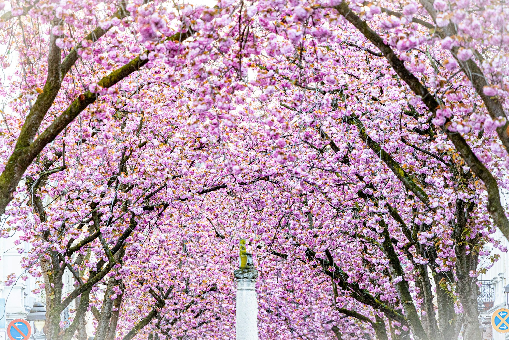 Kirschblüten in der Heerstraße