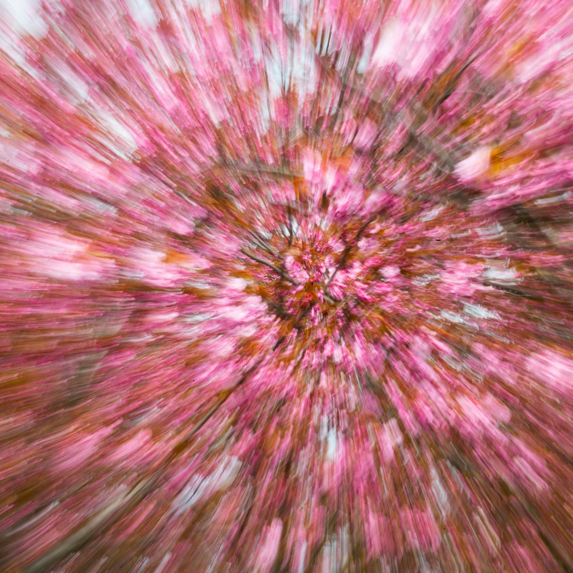 Ein Fest der Farben bieten die prächtigen Kirschblüten.