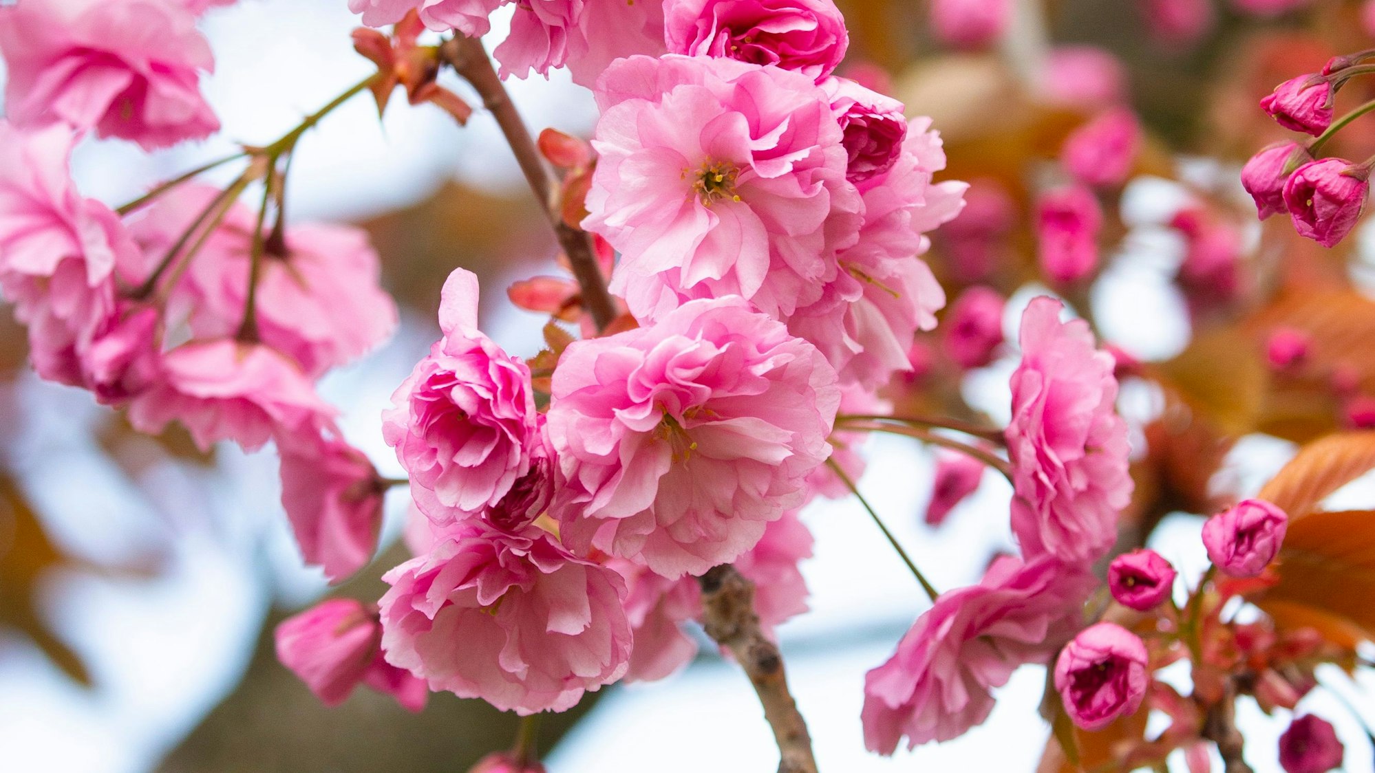 Auch in Köln lockt derzeit die Kirschblüte