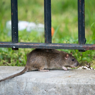 Eine Ratte in New York City.