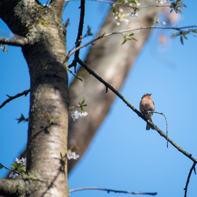 Ein Buchfink im Stadtwald.