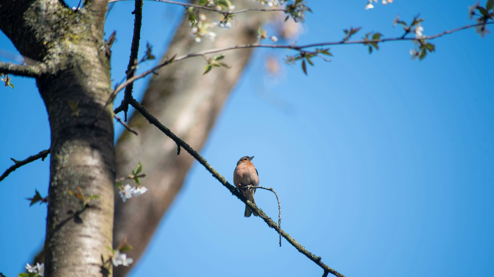 Ein Buchfink im Stadtwald.