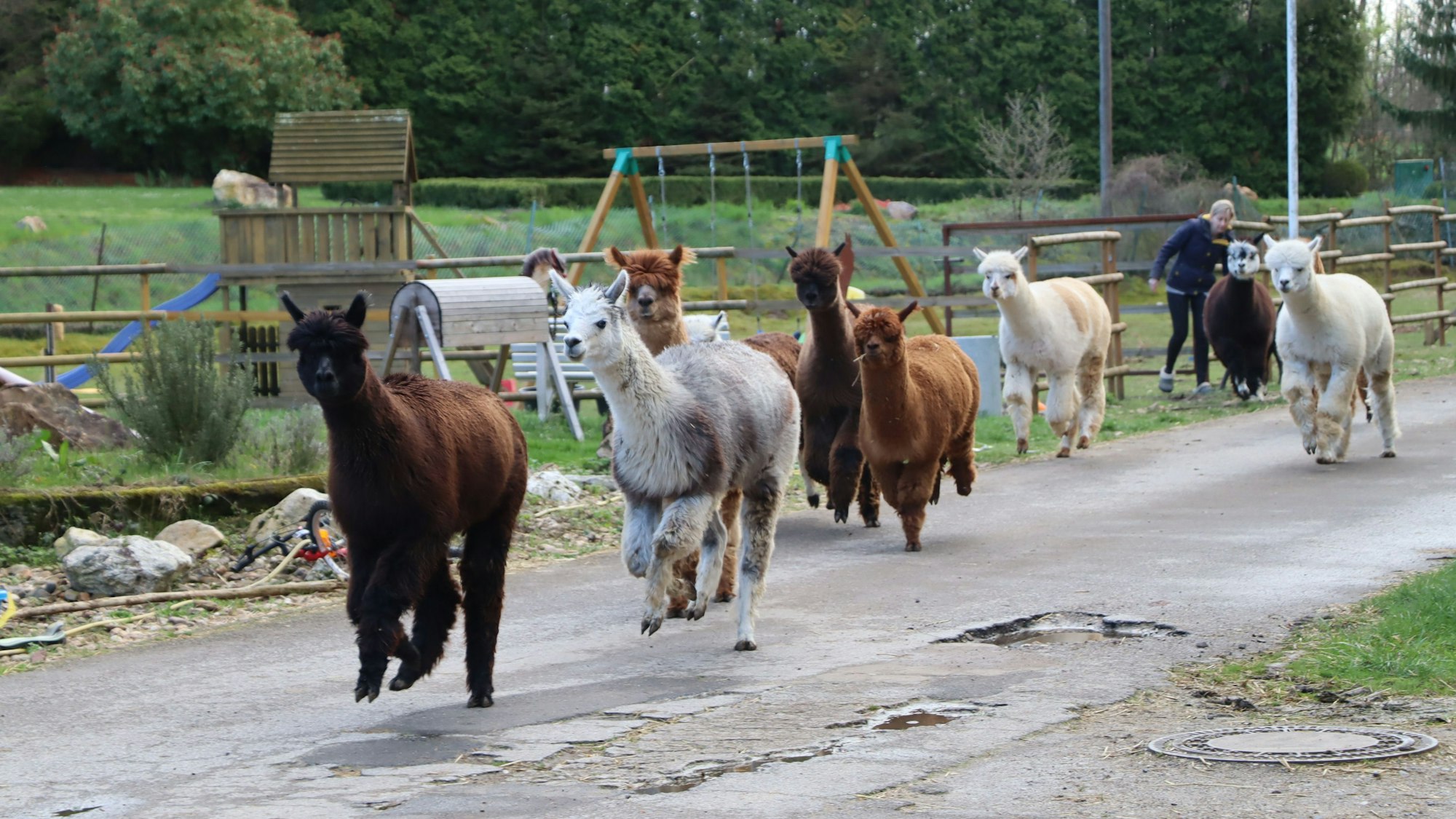 Im Sprint galoppieren die Alpakas auf einem Weg Richtung Stall.